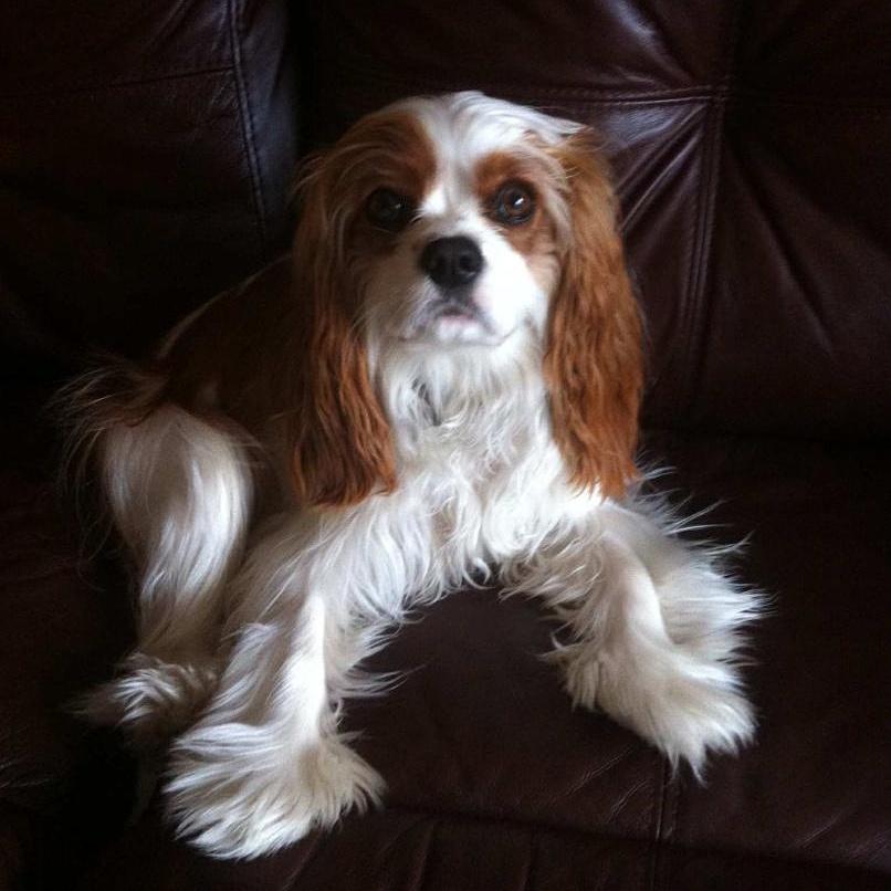 JulieDFrancey's tweet photo. Good morning! #stayfuzzy  #kingcharlescavalierspaniel https://t.co/sQi5Ryto8R