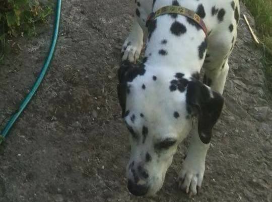 Concern is growing for missing Princess who is deaf in one ear and may have dementia mywelshpool.co.uk/viewerheadline…