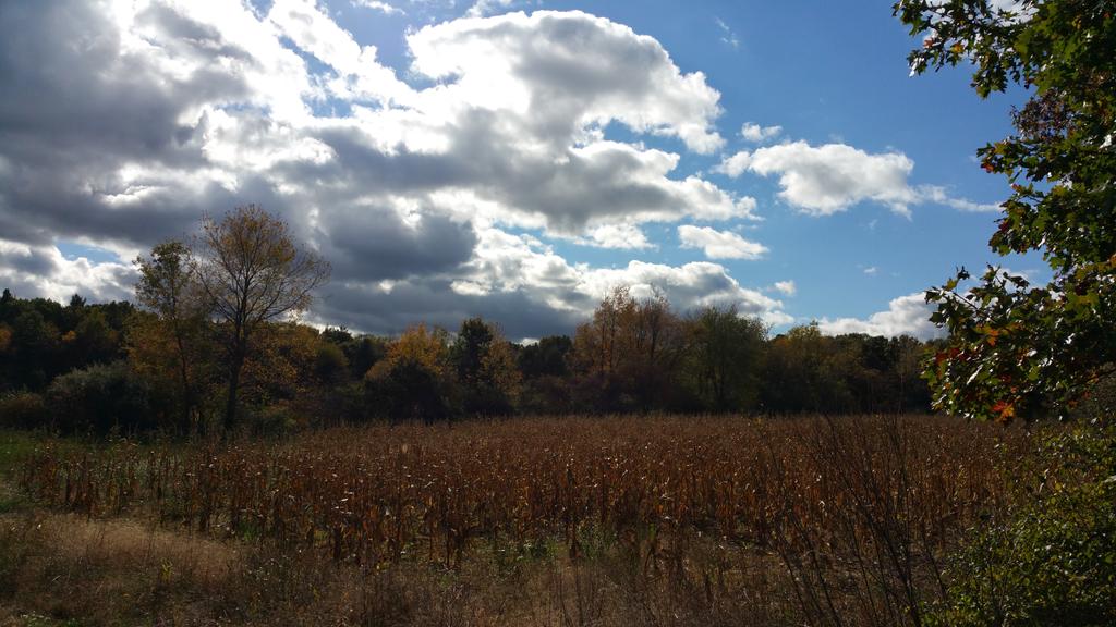 MiOFOActual's tweet photo. You can read all you want of how nature heals. Or you can get out and experience it.
#MIOFO
#Qualitylifemanagement https://t.co/Ab8TRo7c5D