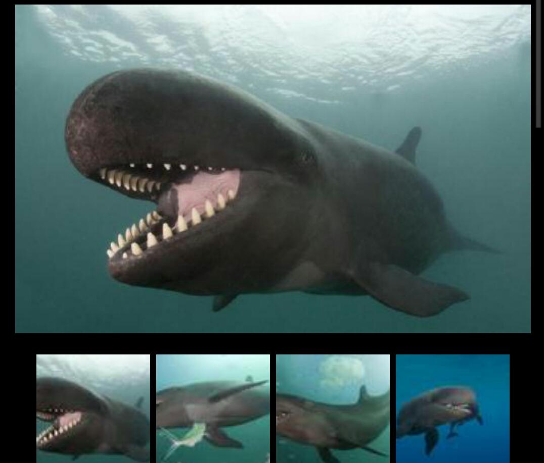 真鯱 Lepuscapensis オキゴンドウは英語でfalse Killer Whale 偽シャチって意味です Sperm Whaleで検索してますか Twitter