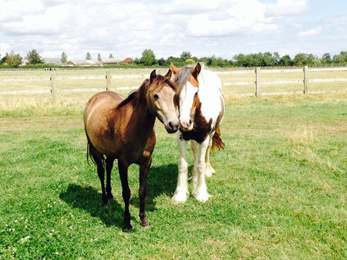 YourHorseLive's tweet photo. Latest @YourHorseLive show news, check out the cuties in the @RedwingsHS Rescue Village https://t.co/FSCeGN3FeW https://t.co/z12jDWkGck