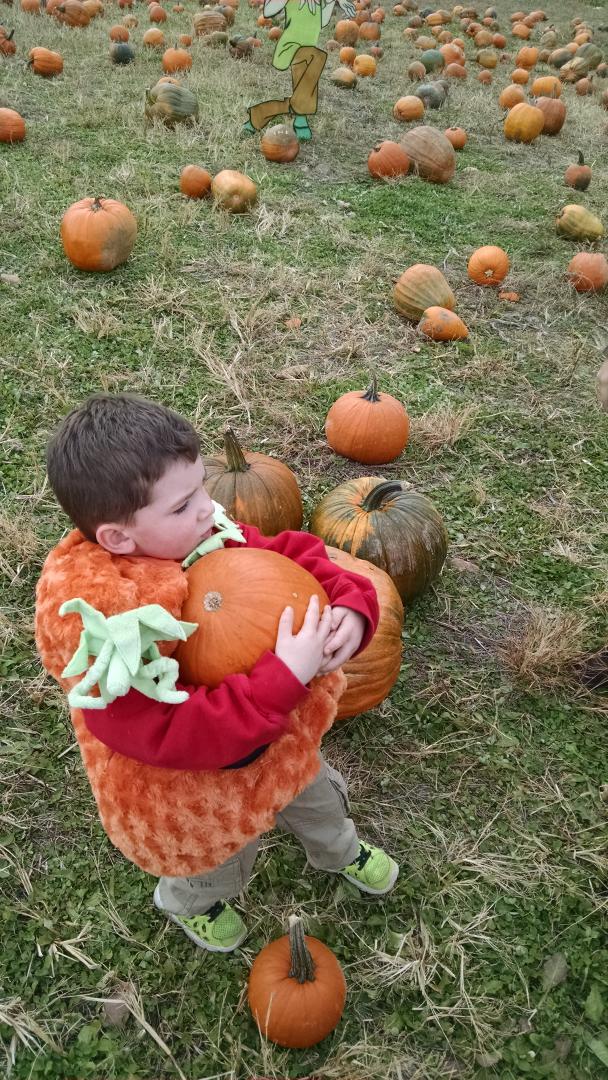 Second biggest pumpkin in the patch #pumpkins