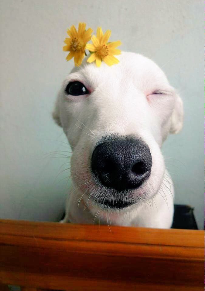 jajababaz's tweet photo. มึงเป็นหมานะ โอ้ยยยยยยยยยยย
5555555555555555555555

#หมาเป็นสัตว์ปัญญาอ่อน #ทาสหมา #กูจะไม่ยอมเห็นรูปนี้คนเดียว https://t.co/Wvtex8QdUk