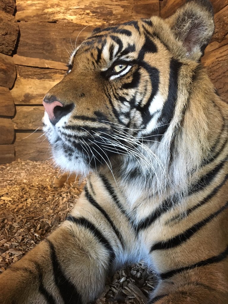 TWalker_Photo's tweet photo. Beautiful. #tiger #stripes #cat #animal #eyes #zoo #dudleyzoo #dudley https://t.co/9JxdpsxyMU