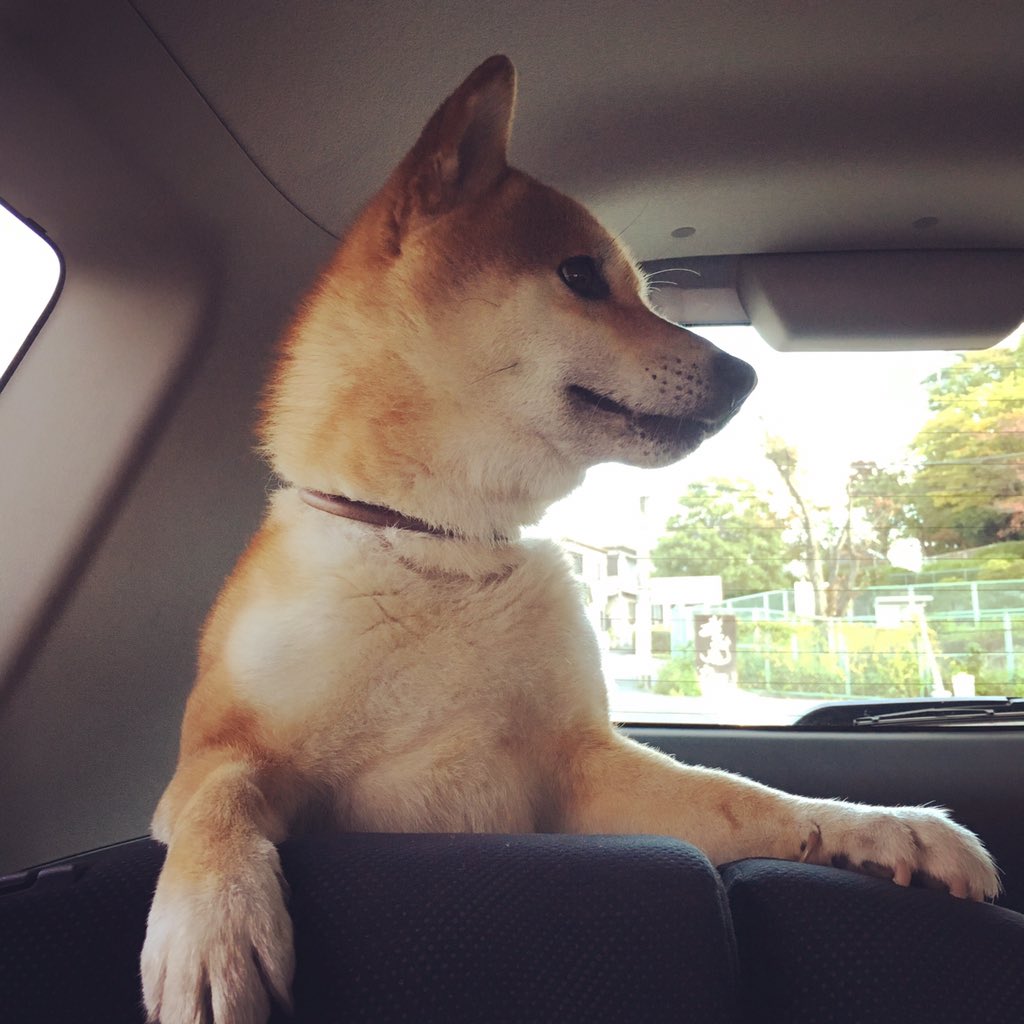 Meekspeakuk's tweet photo. Where are we going? #kotaro is too #wakuwaku #doginthecar #animal #dog #shibainu #柴犬 #コタ https://t.co/xDt4rvq98S