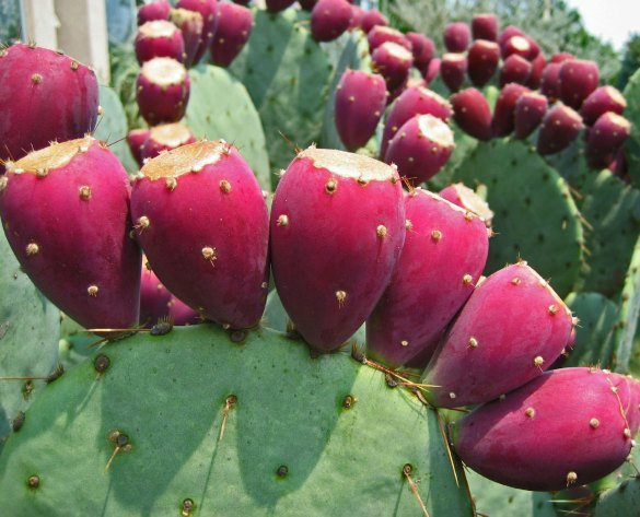 bacab_mx's tweet photo. #Food : Guide to #Mexico's #PricklyPear #cactus #fruits https://t.co/32Nu7fMoiF via @SAVEURMAG #DISCOVER #BACABMX https://t.co/cVMz1QZqRg