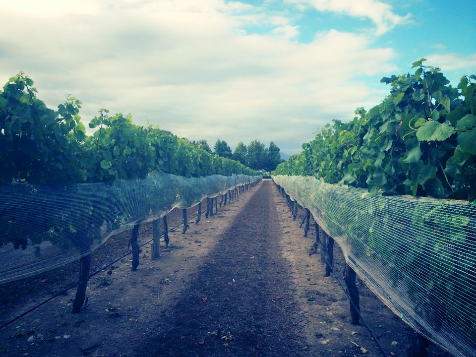 Happy anniversary day Marlborough! Blenheim branch is closed today and will be back on deck tomorrow.