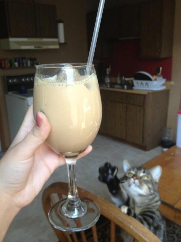 MeowIRL's tweet photo. meow irl https://t.co/m3SkhBMhqF