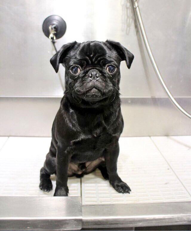 UnderdogPet's tweet image. Is Alfie the pug a potential suitor for Nala? @PointlessBlog #PointlessBlog2016 #PerfectMatch