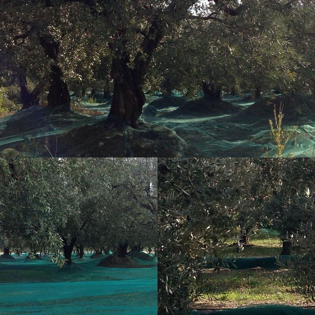 ADPSANTIQUES's tweet photo. Olive harvest #coloursofprovence https://t.co/Tpb4dsr7f8 https://t.co/qF9uMIKgzP