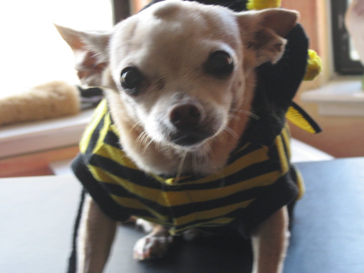 lesliestreit's tweet photo. #Halloween Dogs in #SanFrancisco 2015. #Photos #Pets https://t.co/VIC2bwJsiI