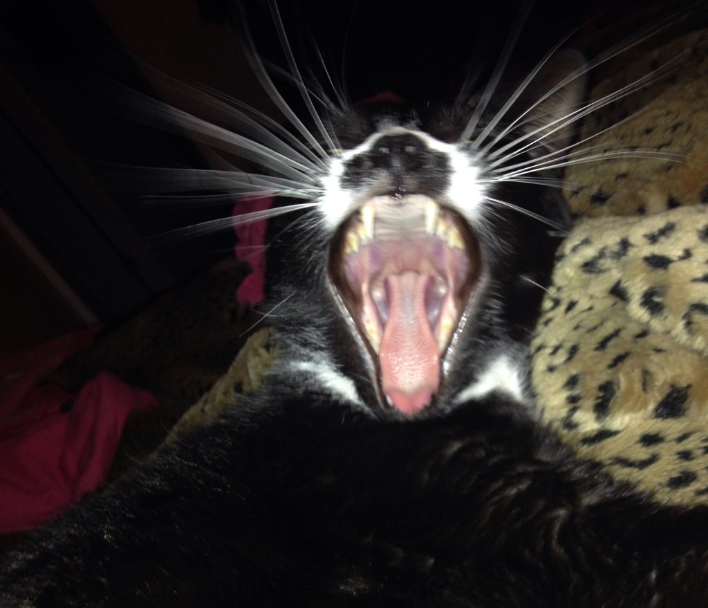 oreocarlton's tweet image. Don't bore me #WorldVeganDay