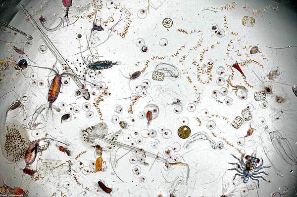 DoYouScience's tweet image. This is what a few drops of ocean water looks like under a microscope: