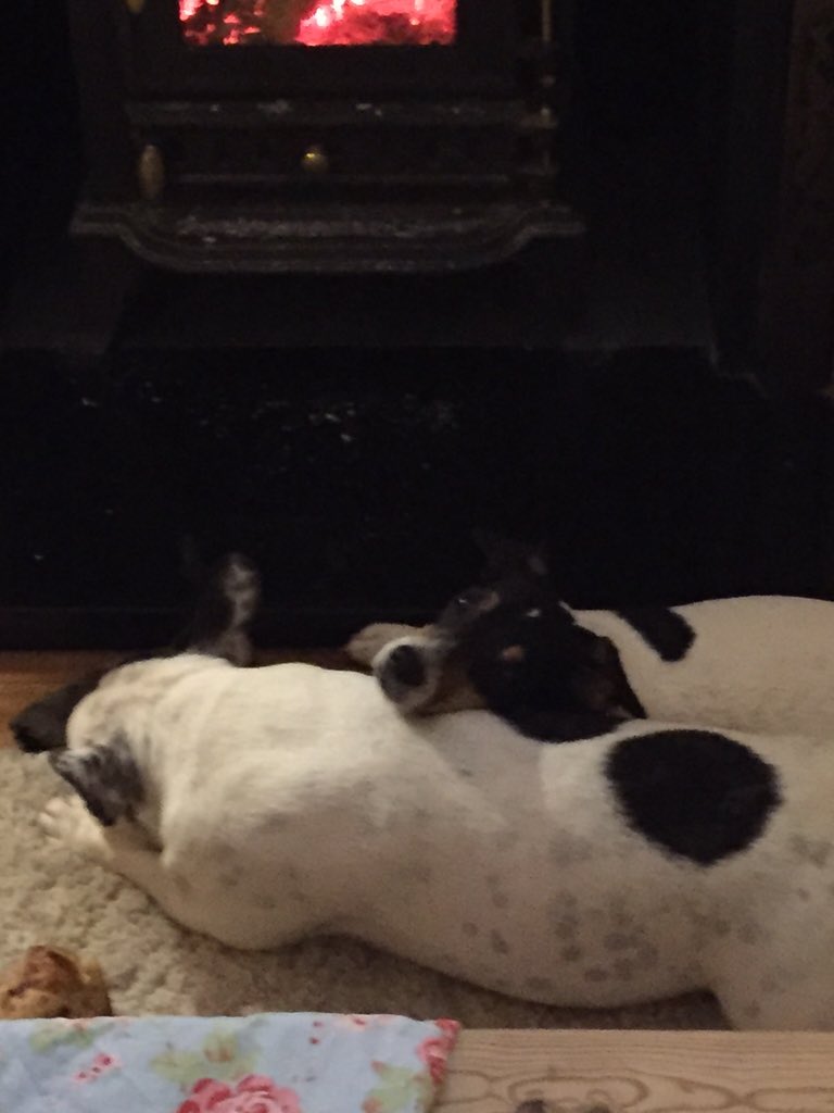 Scampton2014's tweet photo. Love is... Me and my friend in front of the fire 😀🐶😀 https://t.co/BT1TBECaQA