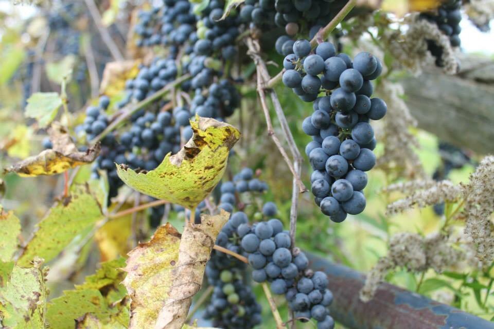 Sunshine &amp; Wild vines #niagaraEscarpment #trailsnacks #grapejuice #HiddenGems #naturelovers