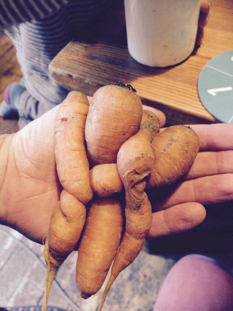 harrieclapp's tweet photo. Our carrots really love each other! https://t.co/SQrlvJR7nN