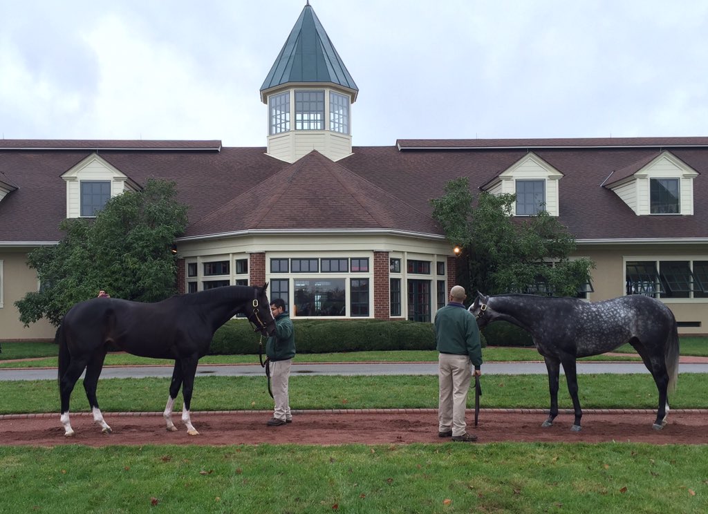 raypaulick's tweet image. Standoff at @LanesEndFarms. Last time Liam's Map &amp;amp; Honor Code were this close was finish of G1 Whitney