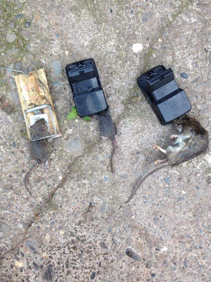 RCPestcontrol1's tweet photo. #rats #trapping #pestcontrol #vermin #happycustomer #jobdone https://t.co/Ph9sagEIjR