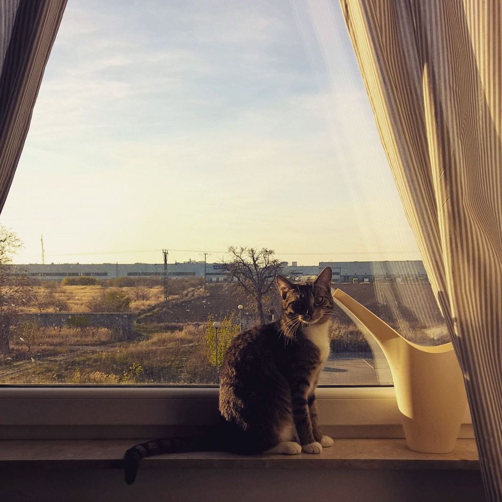 Chatchatcatcat's tweet photo. #catoftheday #catsofinstagram #cat #mycatfromhell #instacat #kittyfromhell #kittylove #catlover #kitty #kot by mela… https://t.co/13rqZs5XzD