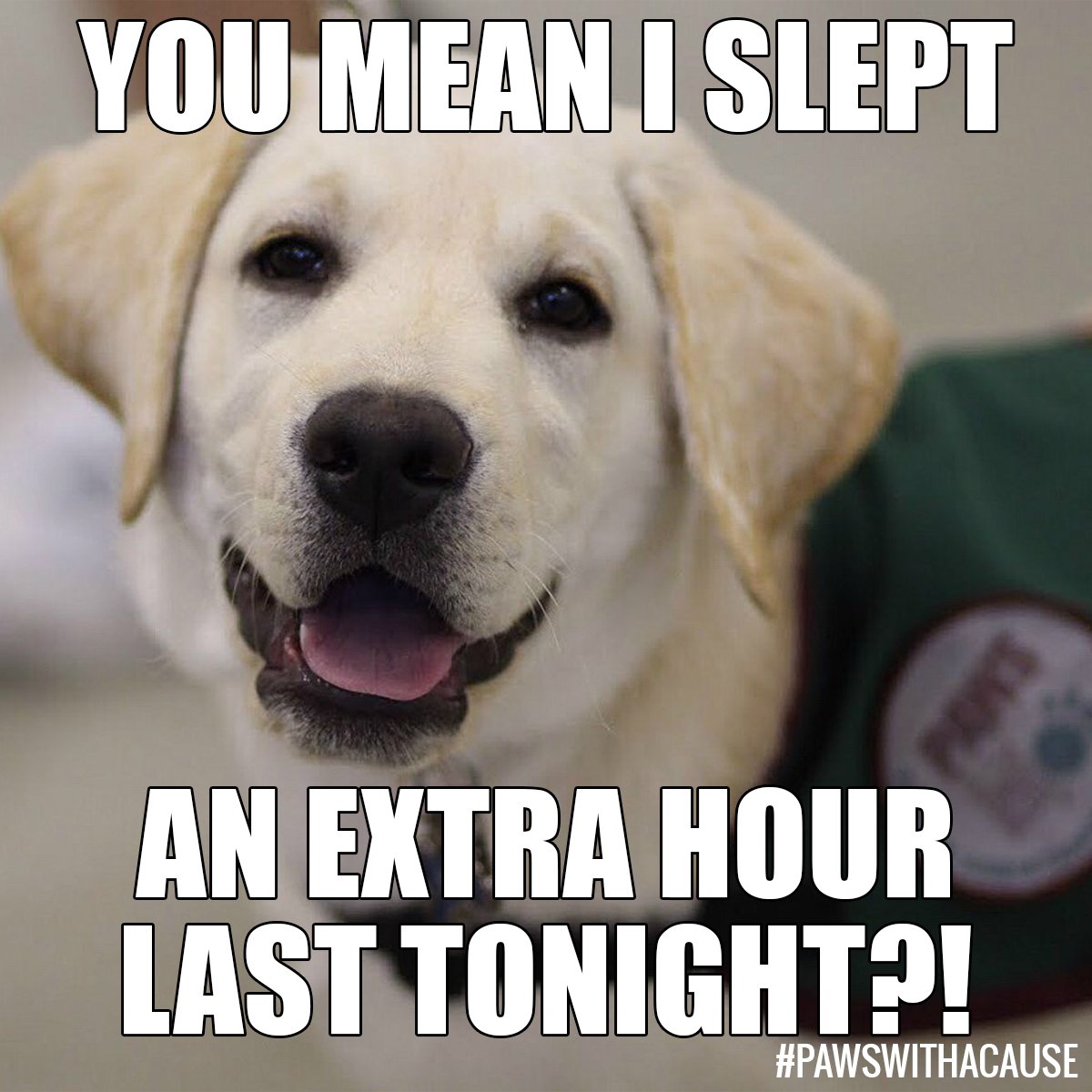 Pawswithacause's tweet photo. Happy #DayLightSavings! Did you know our #PAWSDogs are taught commands like #bed? #PawsWithACause https://t.co/DWqzezJJXe