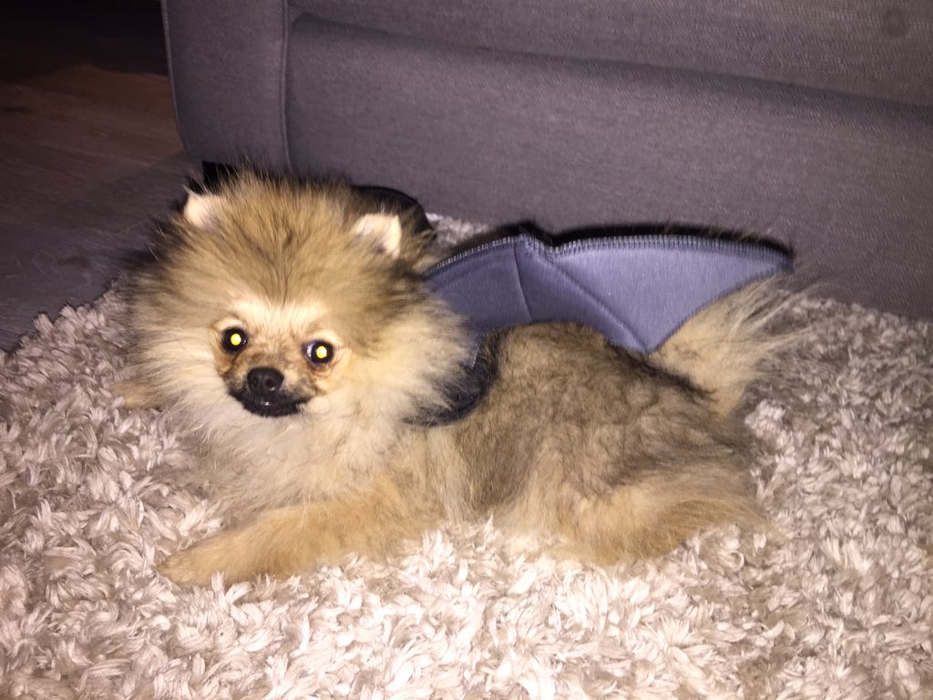 jim_pom1's tweet photo. Happy #Halloween https://t.co/iKlxeeTvGg