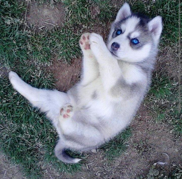melasuda33's tweet photo. So cute 😍 #SoloHuskyES https://t.co/aJSRS34gZ9