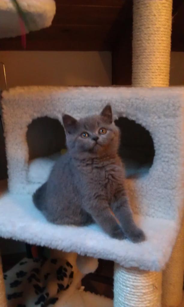 Natalia_Ryzh's tweet photo. #КотРио  #CatRio #GattoRio #britishshorthair https://t.co/a75K0TwGGK