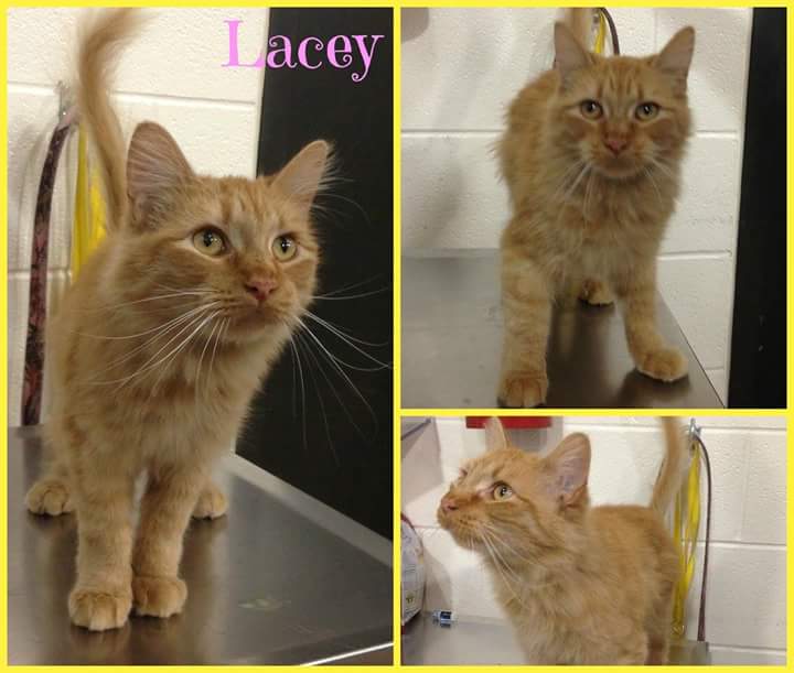 KymZ76's tweet photo. Needs rescue in Joliet by Wednesday
Maybe pregnant!  
At JTAC transfer team on Facebook @CatNapFromHeart https://t.co/wLZ03WYyOI