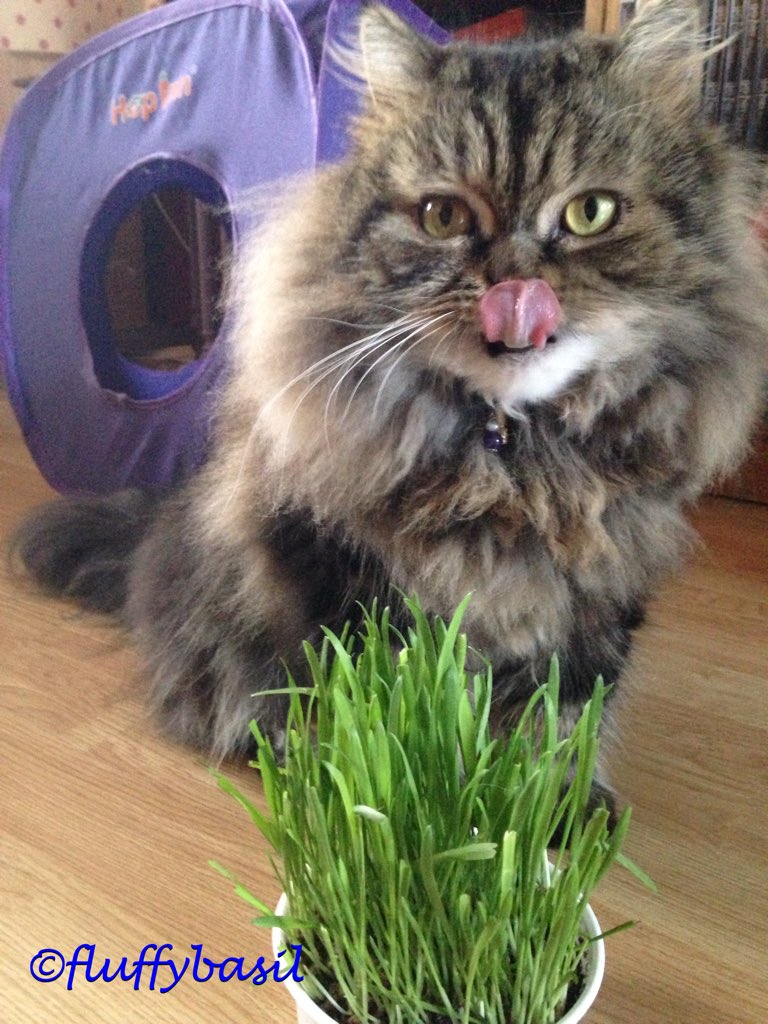 fluffybasil's tweet photo. 🐾@furrrrguson my kitty grass grew!!! Yum! @hugo4de hope ur survived the fall today 😹😸 https://t.co/xQIB0Qr4IE