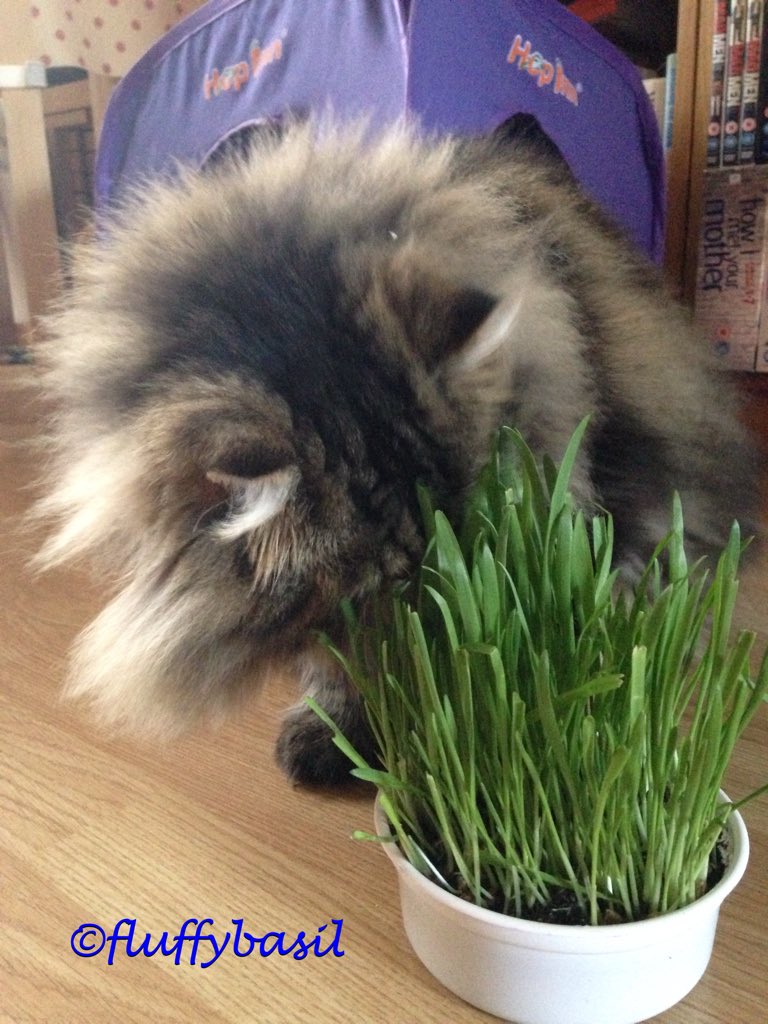 fluffybasil's tweet photo. 🐾@furrrrguson my kitty grass grew!!! Yum! @hugo4de hope ur survived the fall today 😹😸 https://t.co/xQIB0Qr4IE