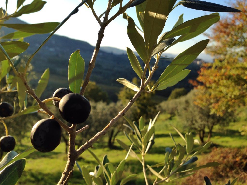 Un weekend con il bel sole sulle nostre colline.
#carmignano #prato <a href="/Provincia_Prato/">Provincia di Prato</a> <a href="/DiscoverPrato/">Discover Prato</a>