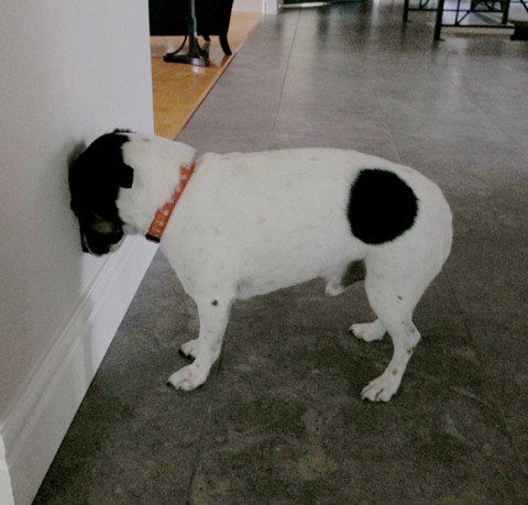 innovanoticias's tweet photo. Si tu mascota hace esto debes llevarla al veterinario. VER:https://t.co/XxpzS3gchb… https://t.co/v5ljnvsrSI