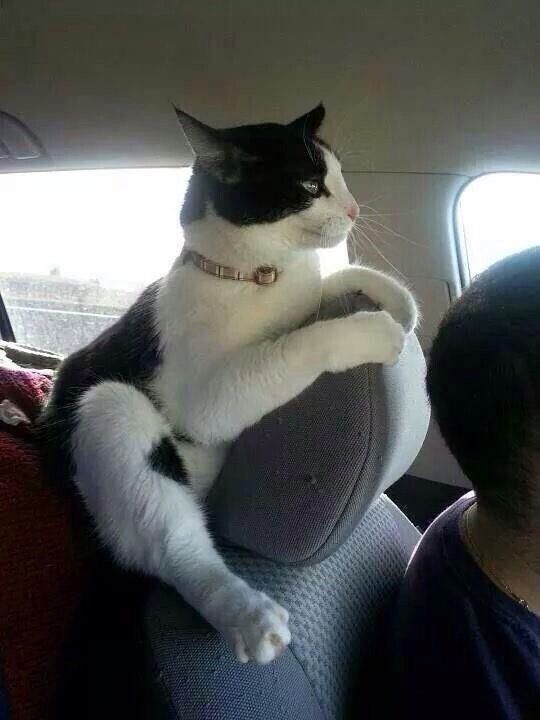 sharecute_com's tweet photo. ~♥~ too #adorable not to tweet ~♥~ Back seat driver... https://t.co/fmF3lwKuE0