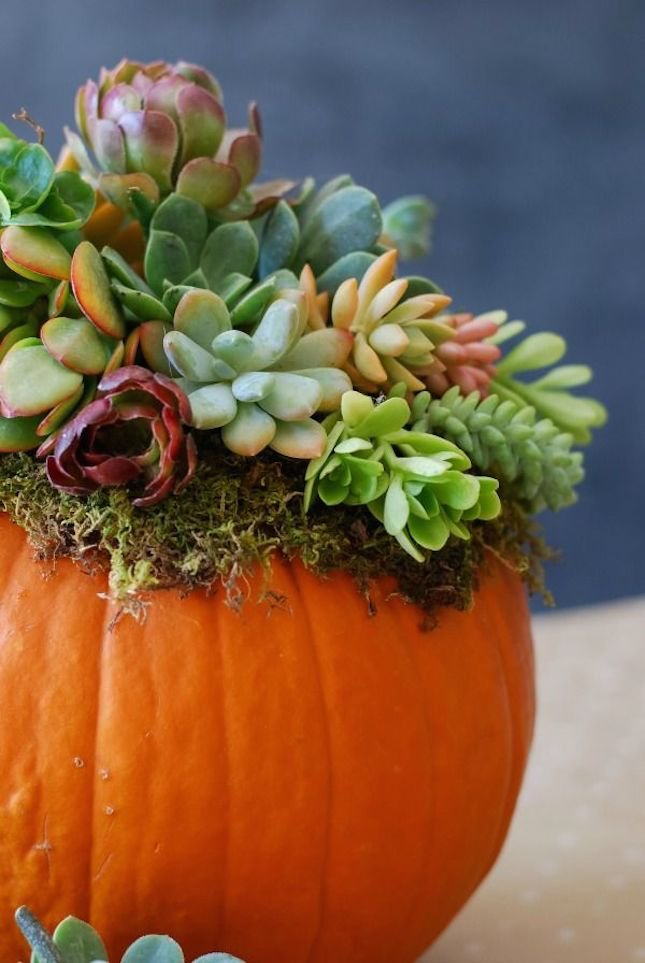 DetroitReStore's tweet photo. Check out these creative ways to Repurpose pumpkins &amp; jack-o-lanterns! #RepurposingSunday    https://t.co/6II9xoHm0n https://t.co/aHrizLvPfU