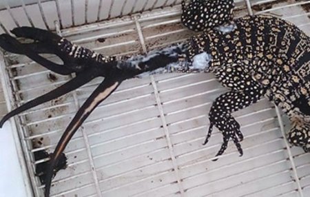 Аргентиналик калтакесакнинг 6 та янги думи ўсиб чиқди tibbiyot.uz/olimlarning-ti…