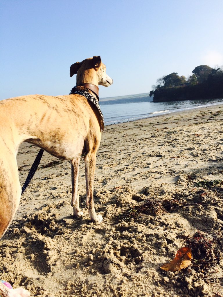 TREATmyHOUND's tweet photo. Lush day at the beach! Back to sewing now! Xx #beachdog #dogsoftwitter https://t.co/w8Ttaq8TXj