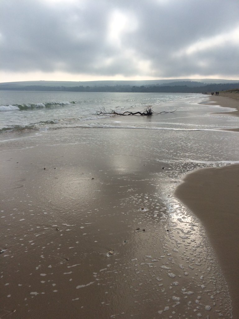 TREATmyHOUND's tweet photo. Lush day at the beach! Back to sewing now! Xx #beachdog #dogsoftwitter https://t.co/w8Ttaq8TXj