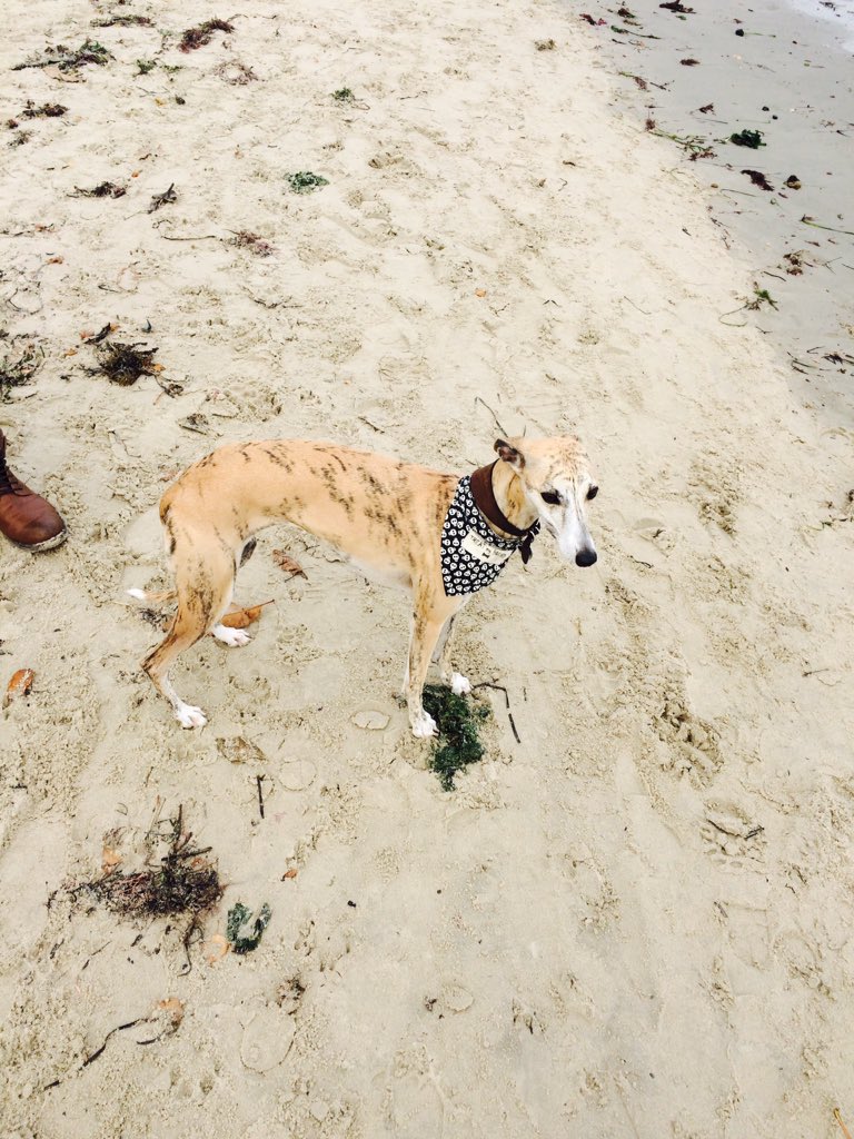 TREATmyHOUND's tweet photo. Lush day at the beach! Back to sewing now! Xx #beachdog #dogsoftwitter https://t.co/w8Ttaq8TXj