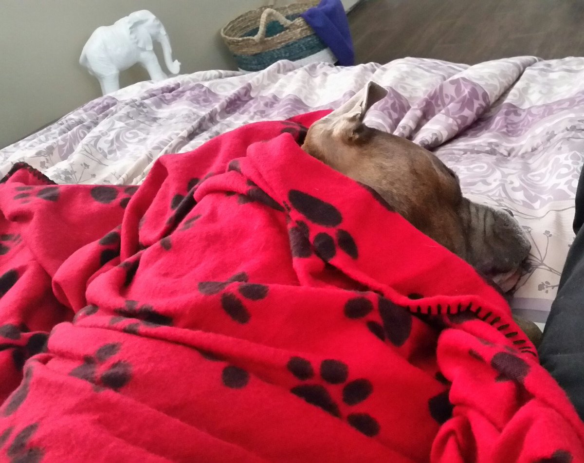 MrPuppyToYou's tweet photo. Liking my new blanket. https://t.co/nBABqGByOQ