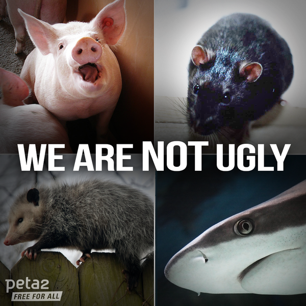 No animal is ugly.

No life is worthless.

#WorldVeganDay