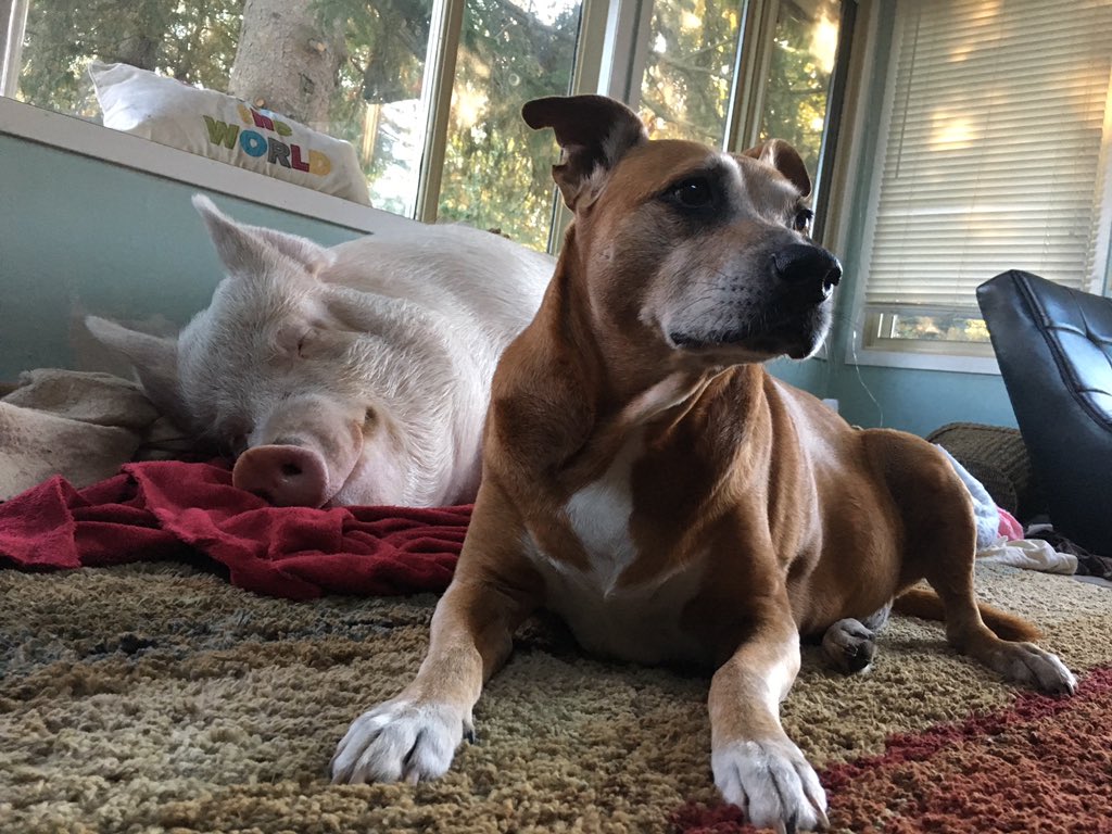 EstherThePig's tweet image. Happy #WorldVeganDay everybody. #KindnessIsMagic