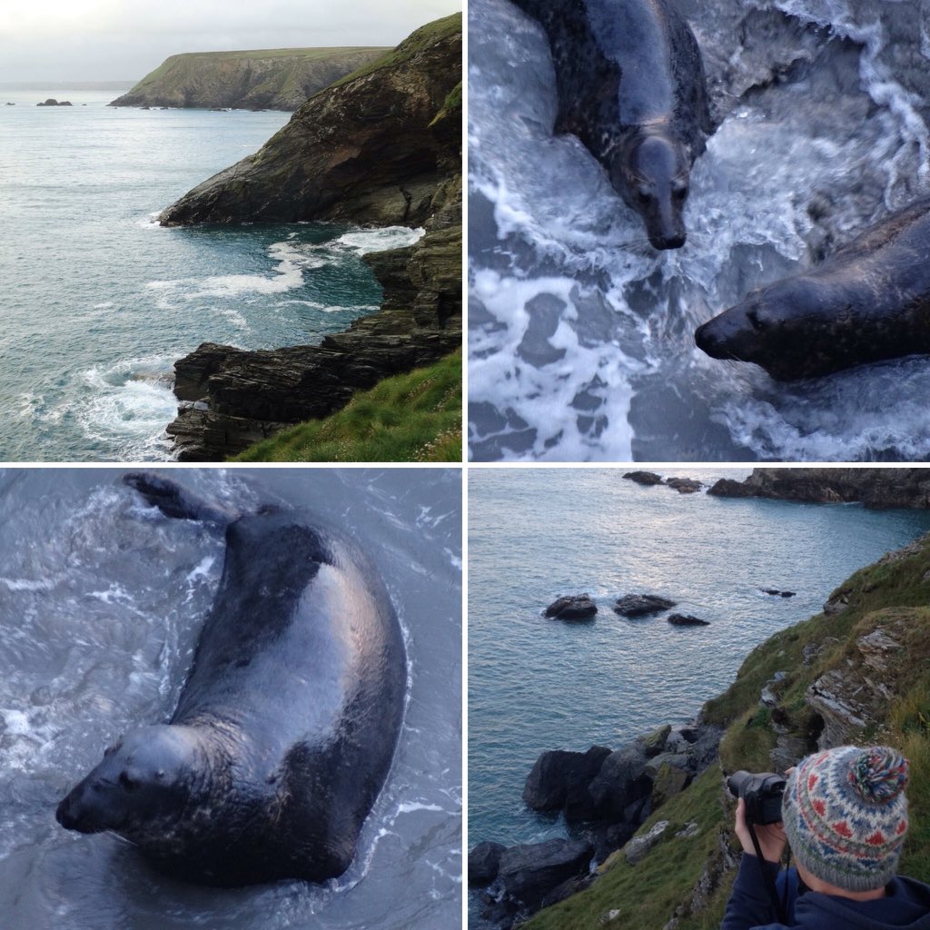 lucypalmer_1234's tweet photo. Seal watching at #godrevypoint last week with @RyanbPearce #greyseal #cornwall https://t.co/IjyfiXKDgu