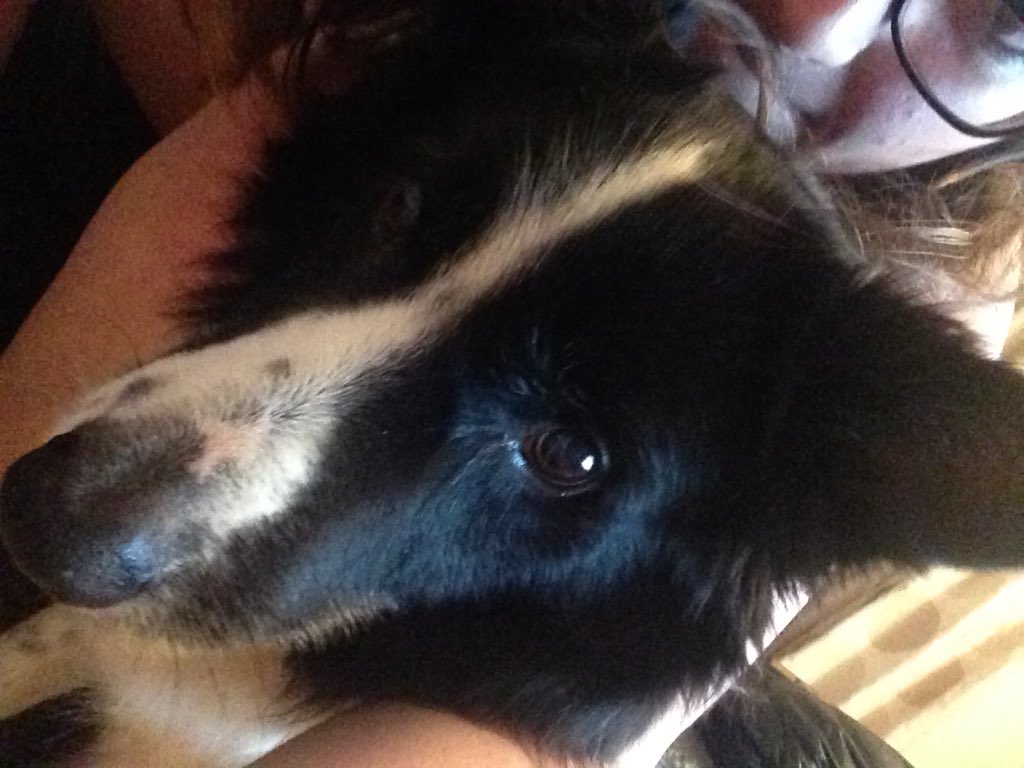 ameliaxshephrd's tweet image. @PointlessBlog #PointlessBlog2016 what do you think of my dog?