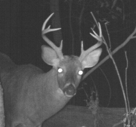 Halloran_J's tweet photo. Occasionally we get some good game camera pictures. This is pretty good. Can't wait to harvest this one. #inprime https://t.co/4geKKVIIp7