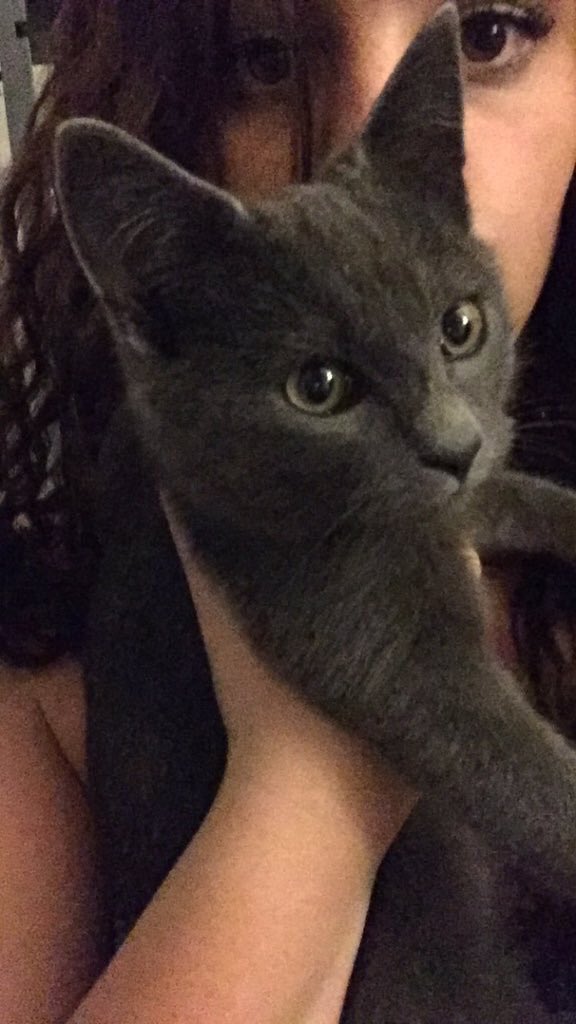 NES_Professor's tweet image. #PirateNation: Please help @OliviaManlove find her cat! @ECUPetHelp 🐱