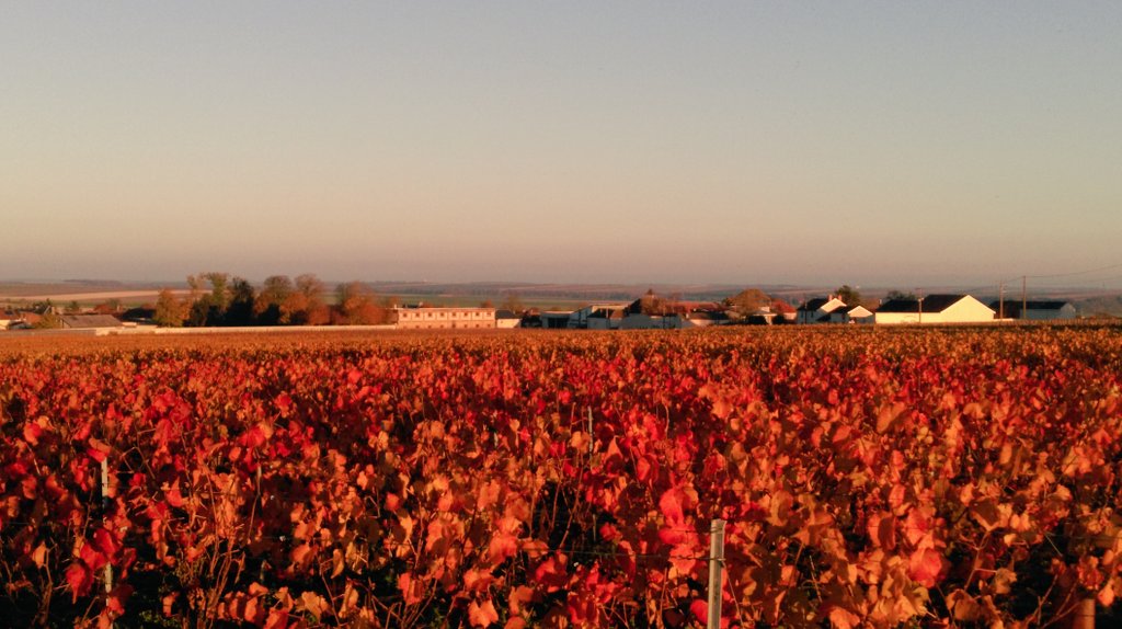 AntoineCoutier's tweet photo. At Home @RHCOUTIER in Champagne after 2 harvest weeks at @Hambledonwine , thanks to Ian Kellett's team !! https://t.co/9cOACQRVXL