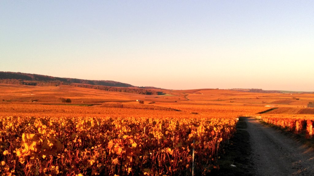 AntoineCoutier's tweet photo. At Home @RHCOUTIER in Champagne after 2 harvest weeks at @Hambledonwine , thanks to Ian Kellett's team !! https://t.co/9cOACQRVXL
