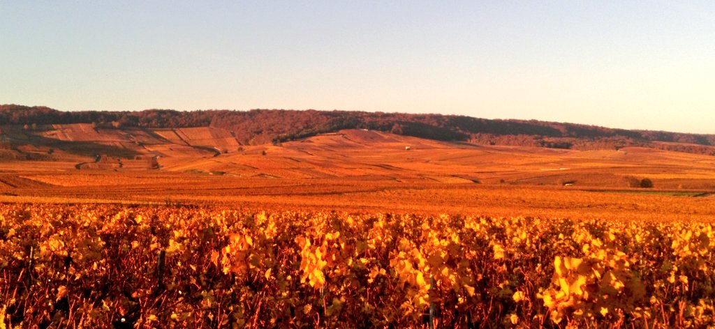 AntoineCoutier's tweet photo. At Home @RHCOUTIER in Champagne after 2 harvest weeks at @Hambledonwine , thanks to Ian Kellett's team !! https://t.co/9cOACQRVXL