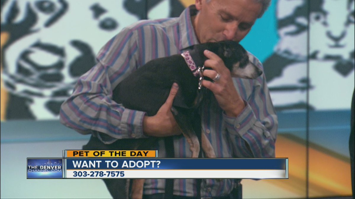 DenverChannel's tweet photo. It's #AdoptaSeniorPet month!
Lady is a loving min-pin mix available at the @FAShelter - https://t.co/Wg8zuJ1zwb https://t.co/qjdXTKGr3C
