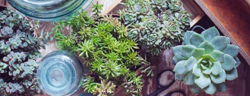 ValreFitzgerald's tweet photo. 10 Houseplants You Can't Kill https://t.co/uvfXGG0HKl #GreenThum https://t.co/4ygLtfSEFK